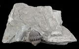 Wide, Enrolled Flexicalymene Trilobite In Shale - Ohio #67969-1